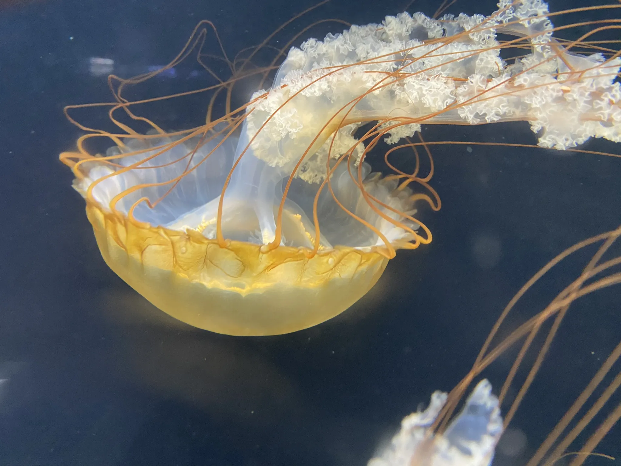A jellyfish