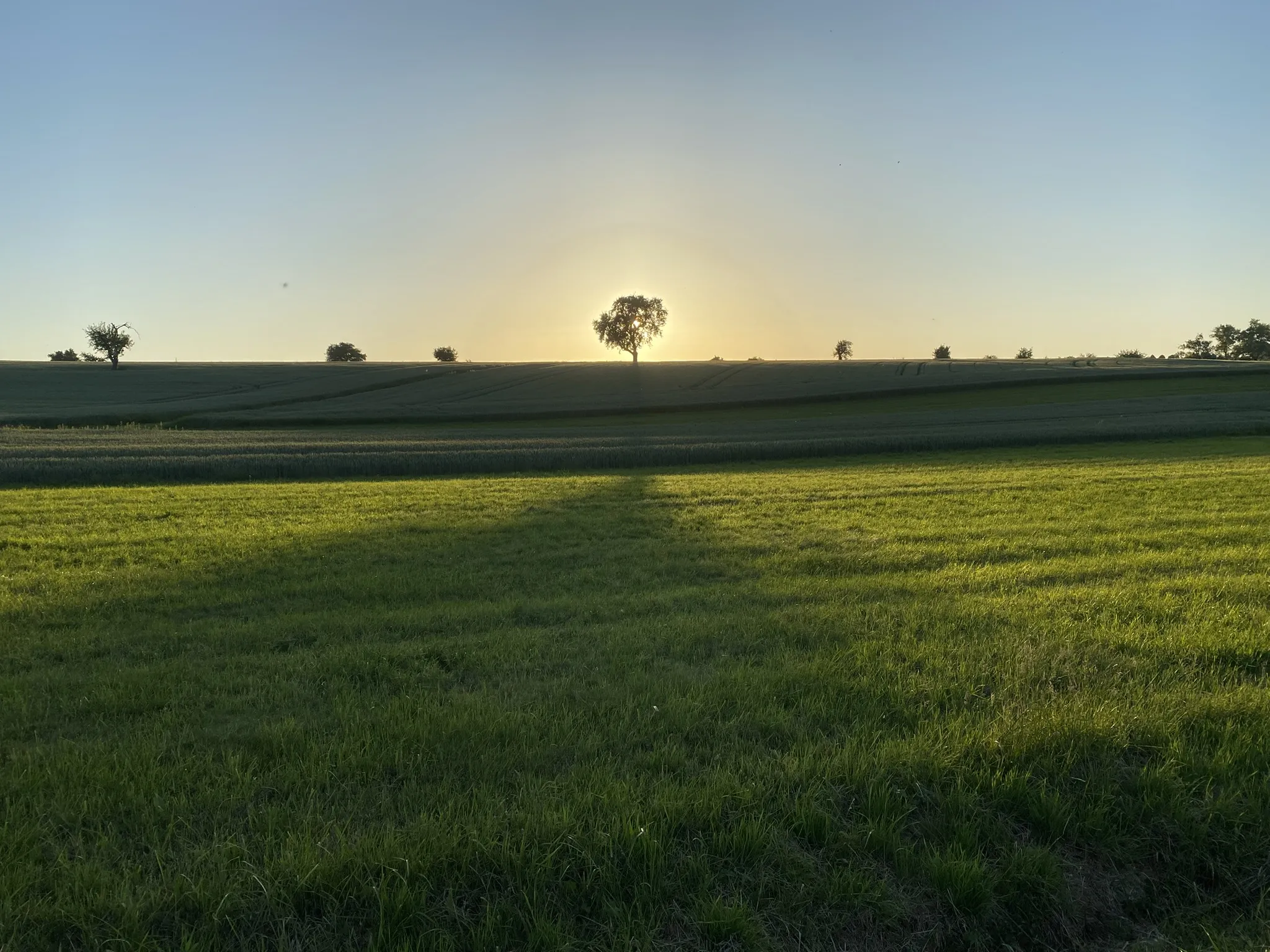 A tree in the sunset